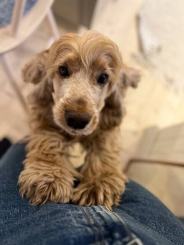 Hund - Cocker spanieln Vide
