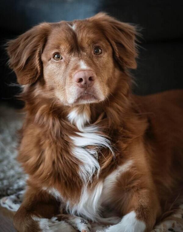 Hund - Tollaren Yatzy