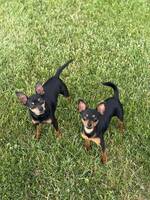 Praszkysarna Saga och Edward Praszkysarna Saga och Edward