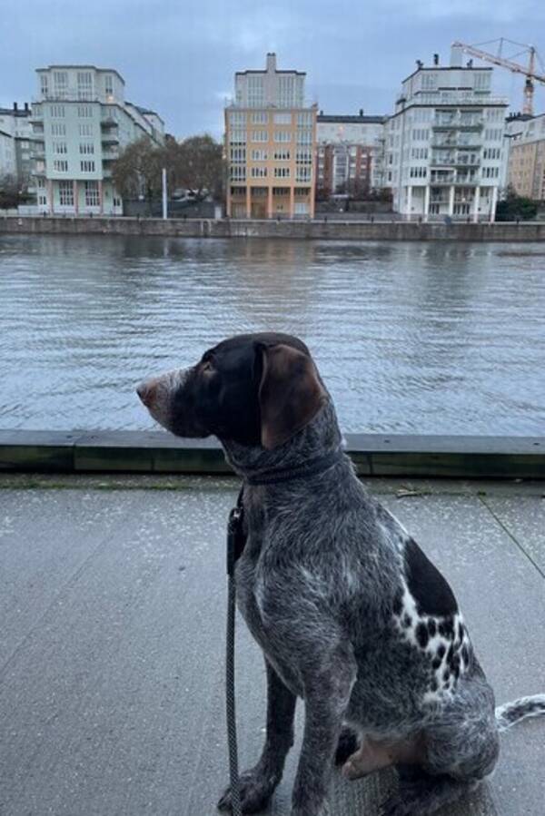 Hund - Znoke 