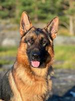Max