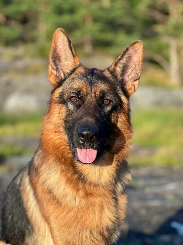 Hund - Max