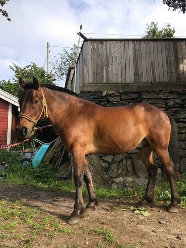 Annet - Nordlandshest, Aragon Annet - Nordlandshest, Aragon