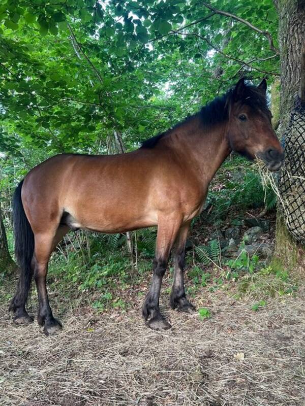 Annet - Nordlandshest, Aragon Annet - Nordlandshest, Aragon