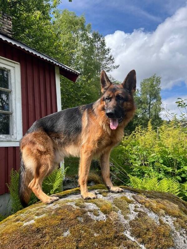 Hund - Max