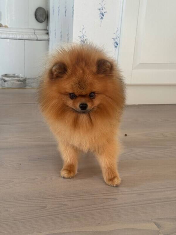 Hund - Vr lille pomeranian som heter Fendi