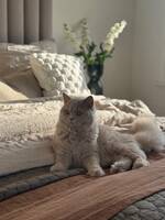 Macie vår fina brittiskkorthår Macie vår fina brittiskkorthår