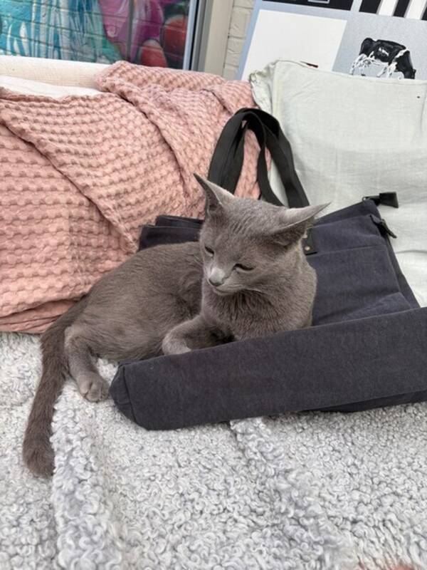 Katt - Katten Texas 
