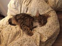 Katten Milo Katten Milo