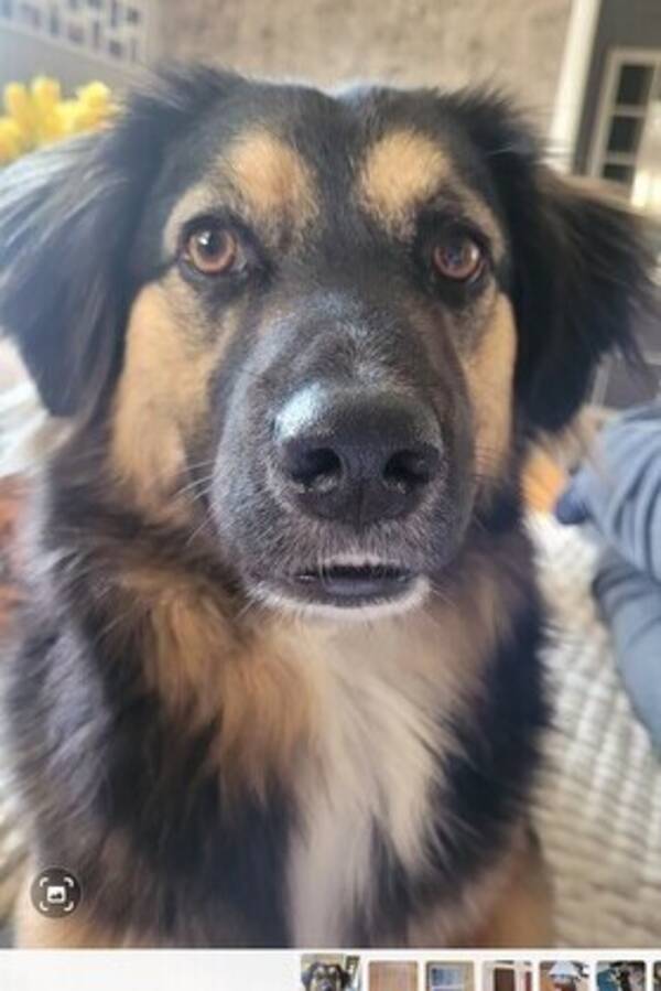Hund - Cash
