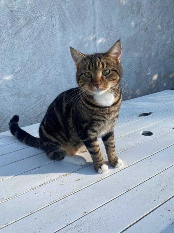 Katt - Socks