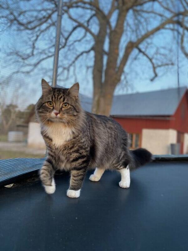Katt - Tip