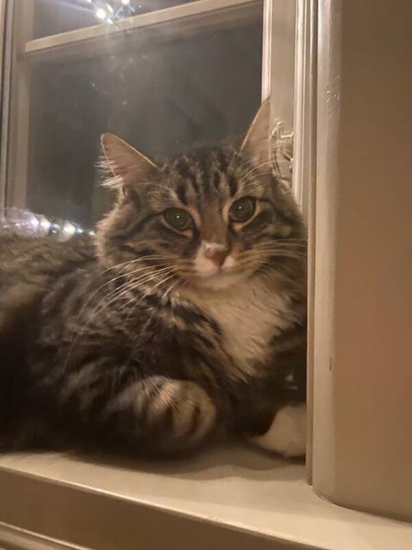 Katt - Tip
