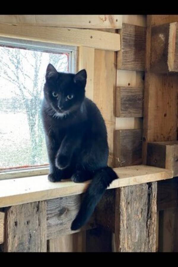 Katt - Missy