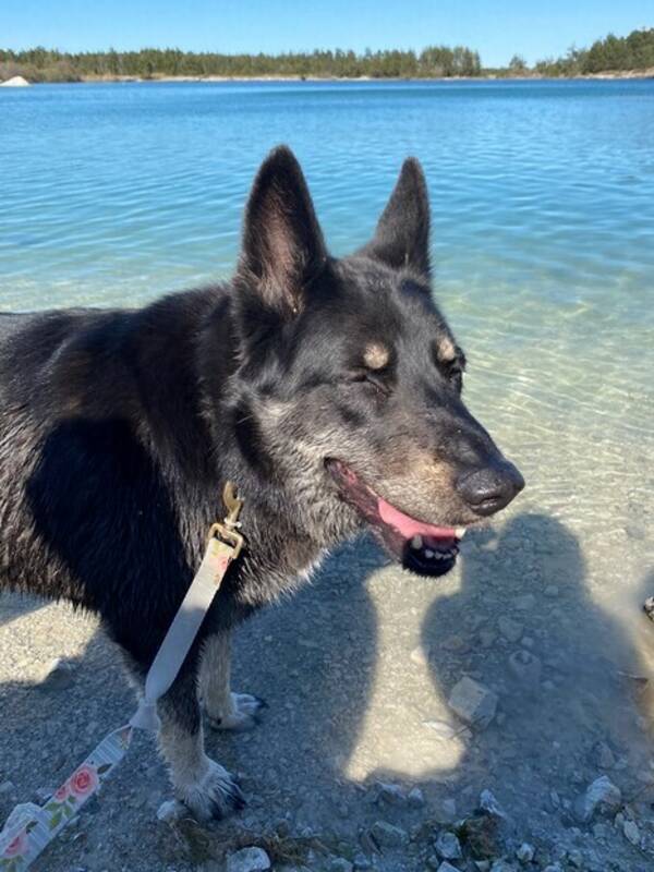 Hund - Inka