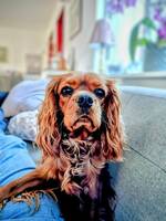 Cavalier King Charles Spaniel