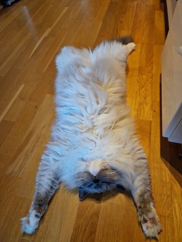 Katt - Bamse