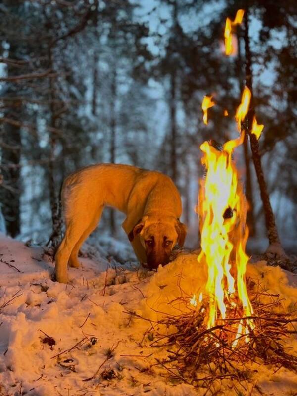 Hund - Kangal Ronja