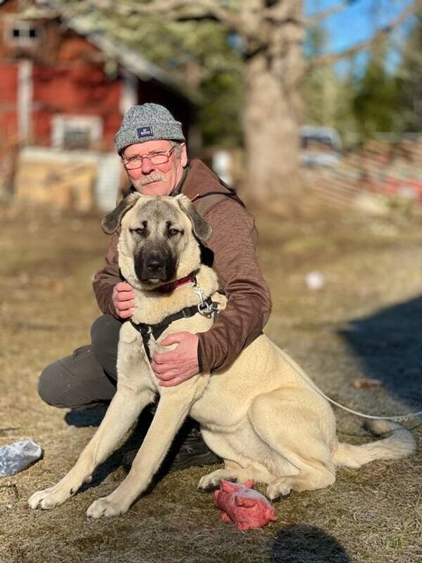 Hund - Kangal Ronja