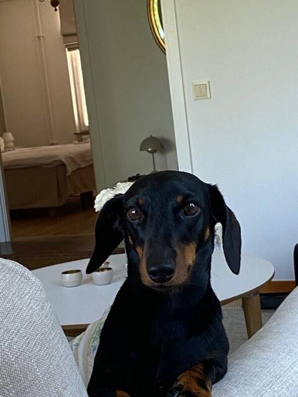 Hund