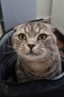 Kat