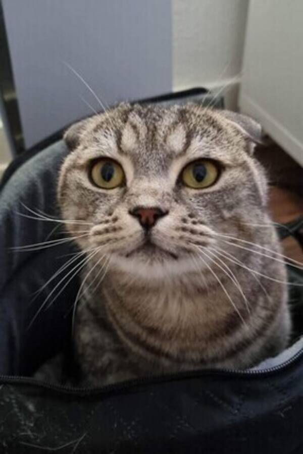 Kat - Kat