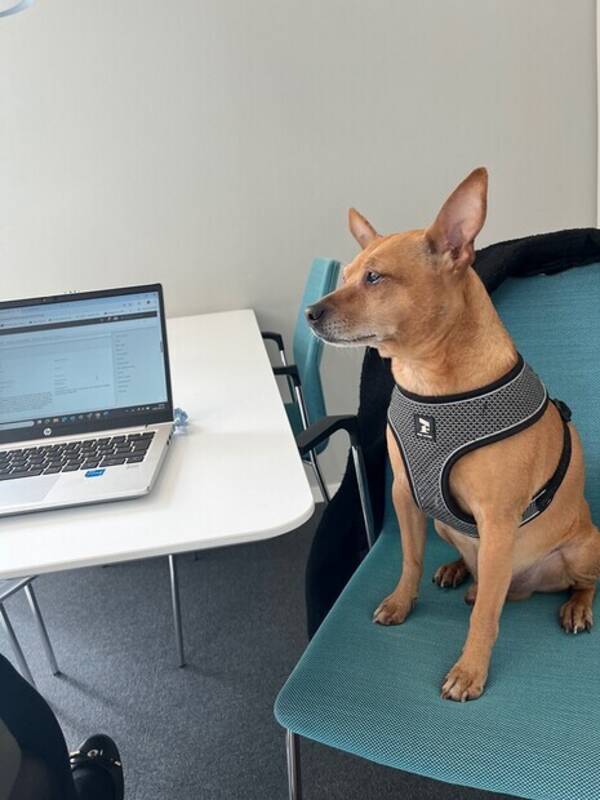 Hund - Dvrgpincher