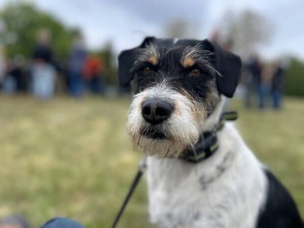 Hund - Blandrasen Cora