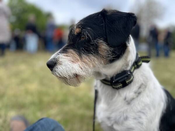 Hund - Blandrasen Cora