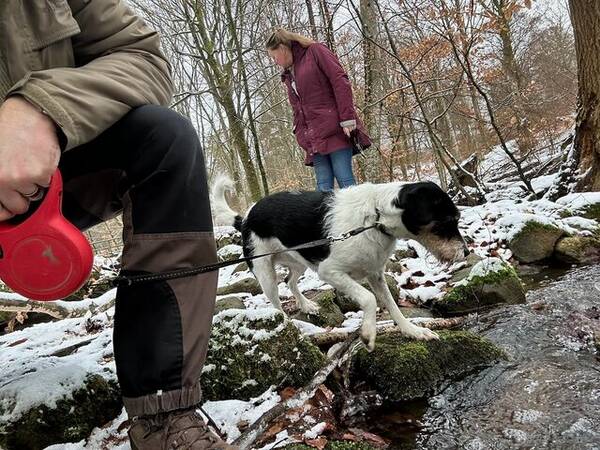 Hund - Blandrasen Cora