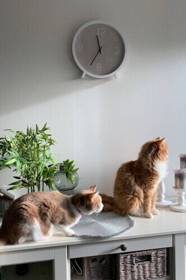 Katt - Sansa og Leo Katt - Sansa og Leo