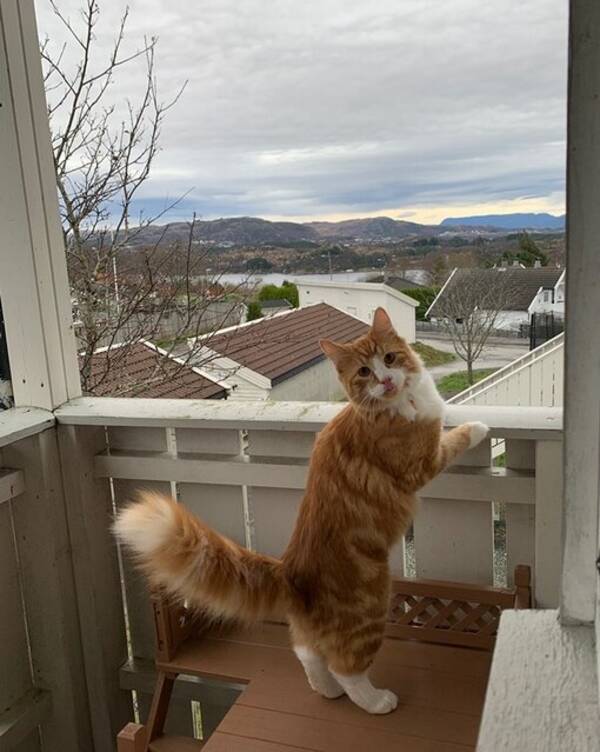 Katt - Sansa og Leo