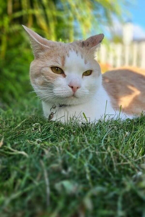 Katt - Sansa og Leo Katt - Sansa og Leo