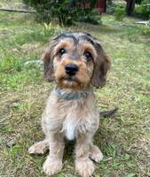 Cockerpoon Uffe Cockerpoon Uffe