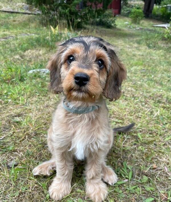Hund - Cockerpoon Uffe