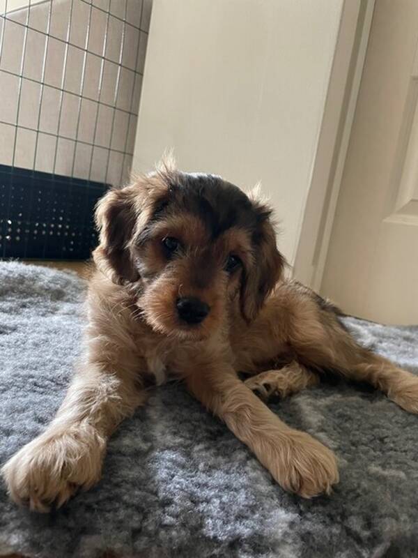 Hund - Cockerpoon Uffe