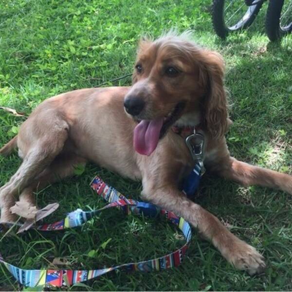 Hund - Cocker Spaniel
