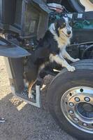 Bordercollien Boss Bordercollien Boss