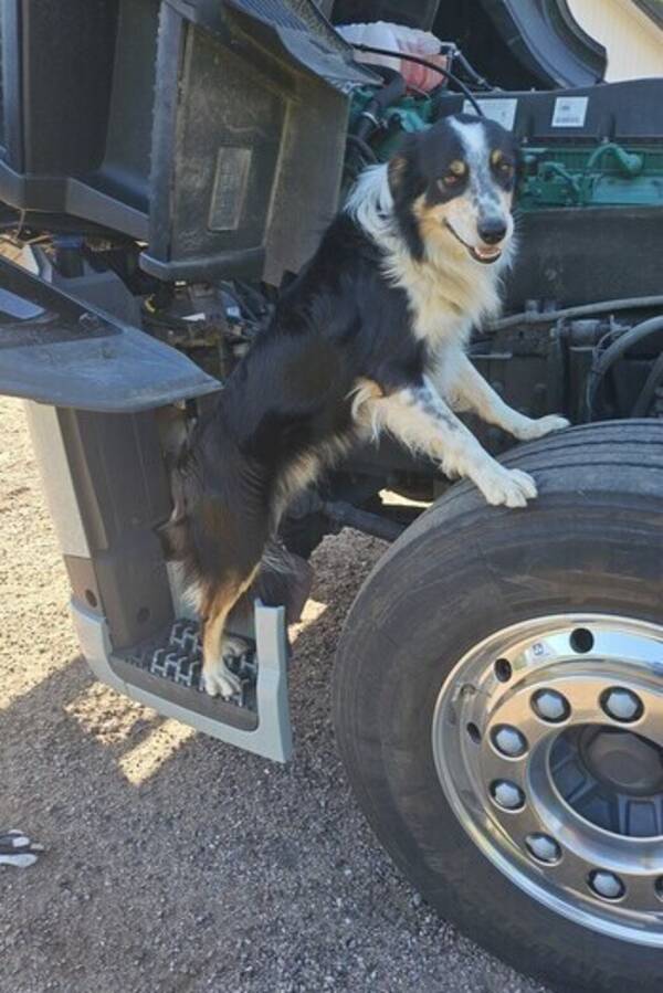 Hund - Bordercollien Boss
