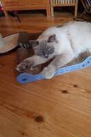 Katten Simba Katten Simba