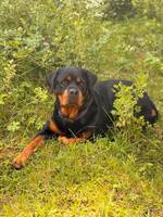 Rottweilern Magna