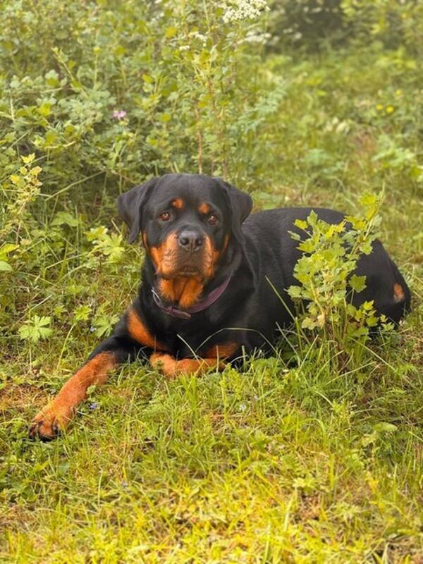 Hund - Rottweilern Magna