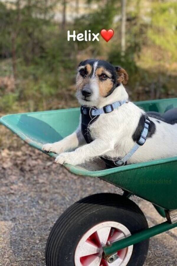 Hund - Jack Rusell