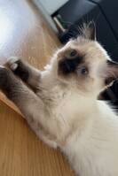 Ragdoll Gucci