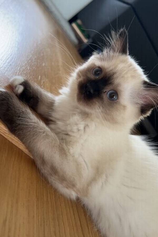 Katt - Ragdoll Gucci