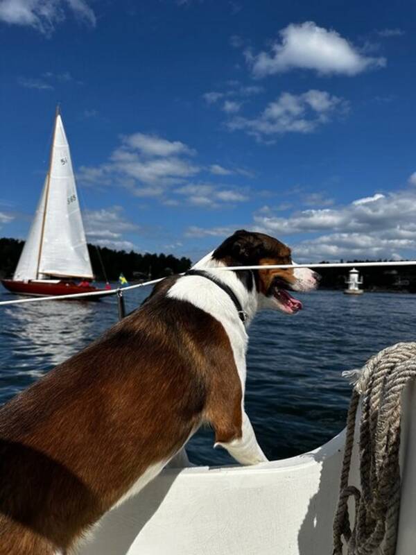 Hund - Ruben
