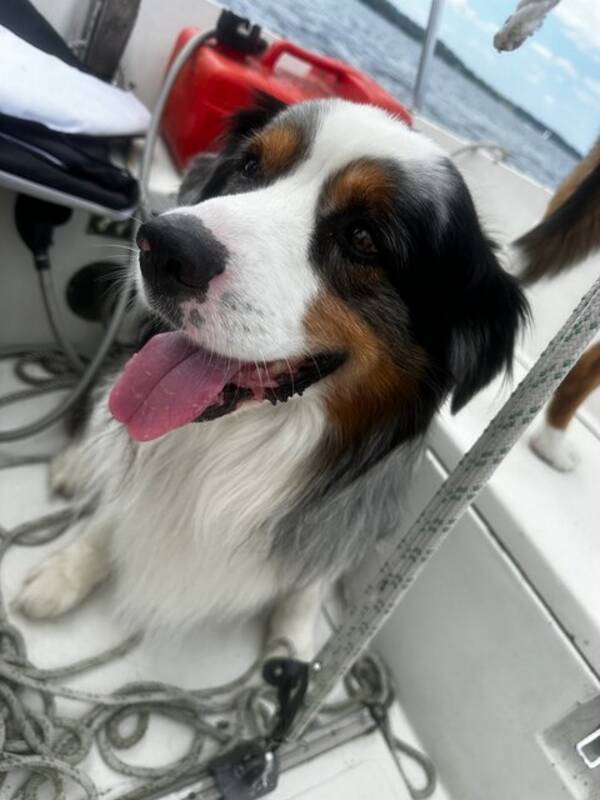 Hund - Rex