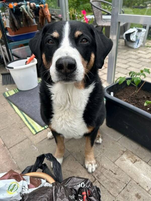 Hund - Appenzeller Buster