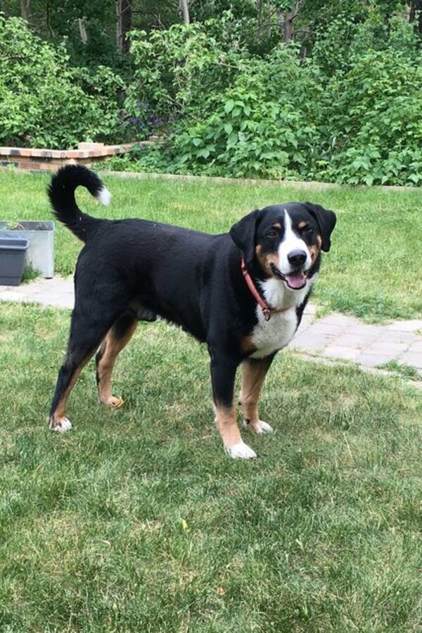 Hund - Appenzeller Buster