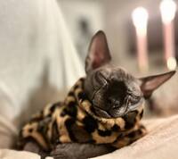 Sphynx